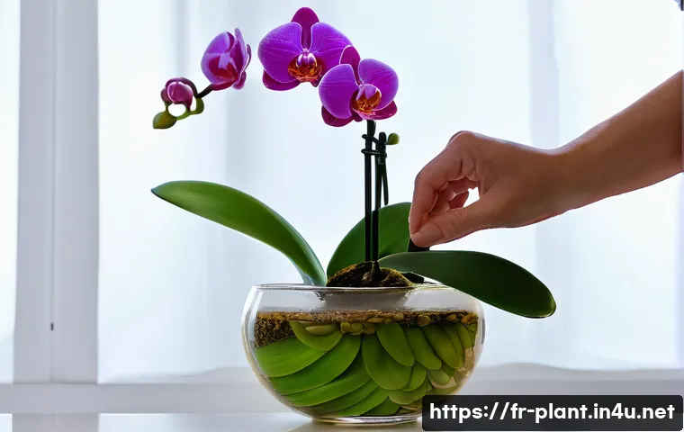 난초 꽃 오래 유지하는 법 - A serene indoor scene featuring a person gently performing the 'bath method' for a beautiful Phalaen...