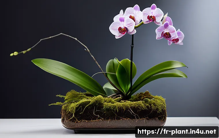 난초 꽃 오래 유지하는 법 관련 이미지 2