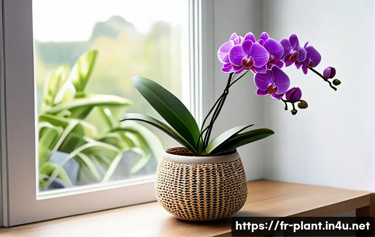 꽃 피우는 실내 식물 추천 - A bright and elegant indoor living room corner featuring a healthy orchid plant in a modern ceramic ...